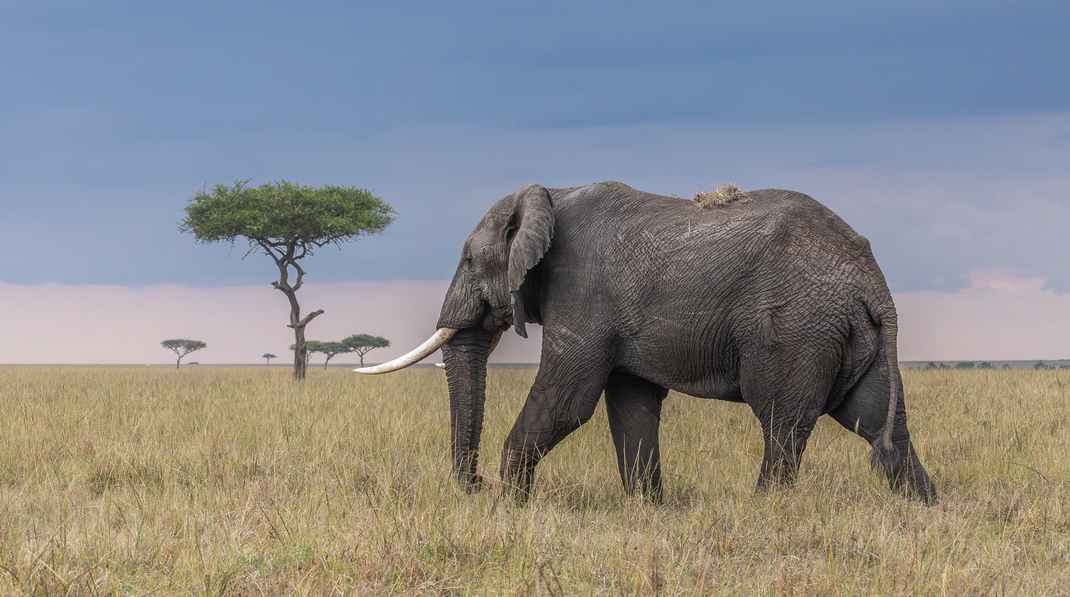 Wildlife