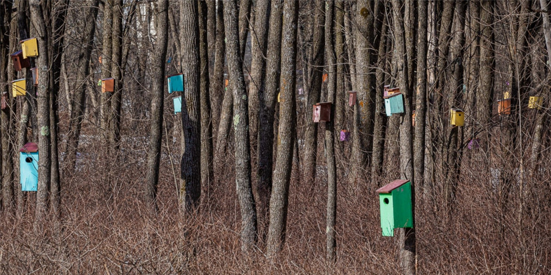 Birdhouse Forest