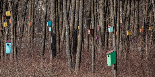 Birdhouse Forest