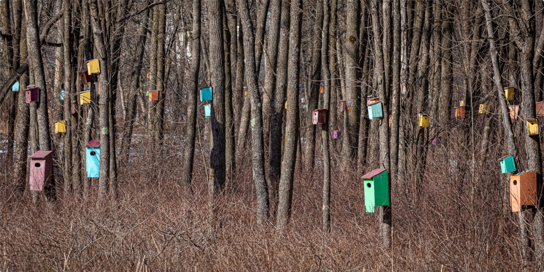 Birdhouse Forest