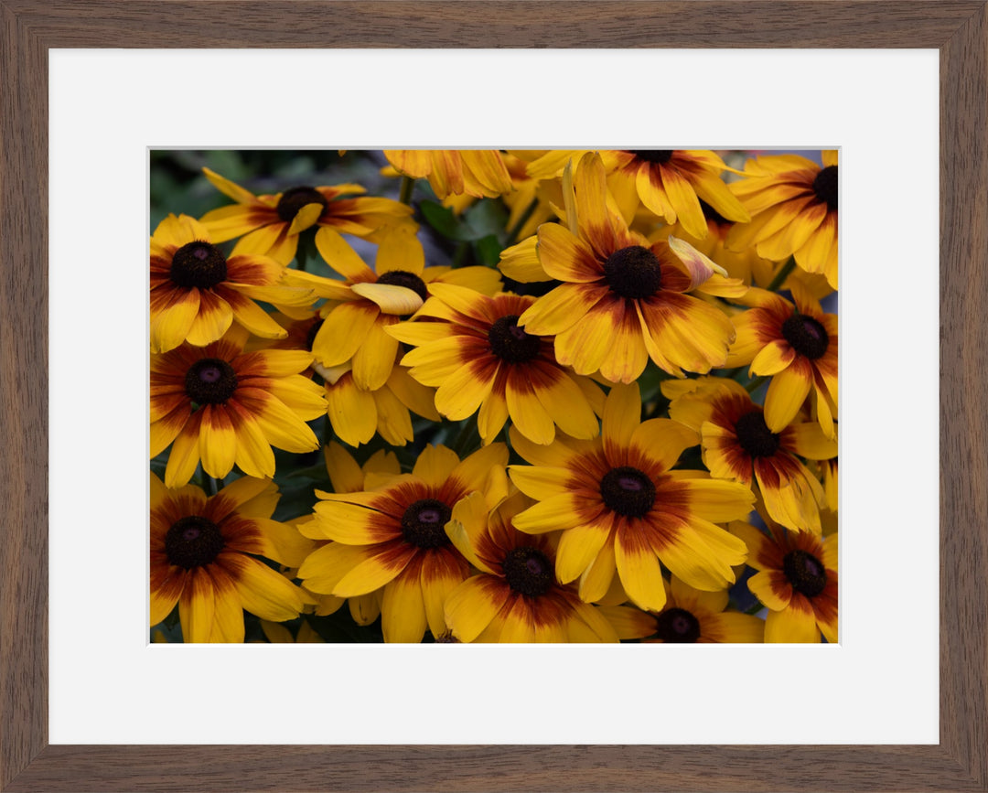 Black-eyed Susan