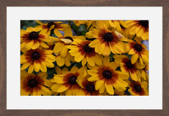 Black-eyed Susan