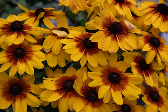 Black-eyed Susan