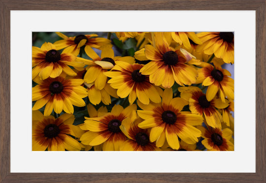 Black-eyed Susan