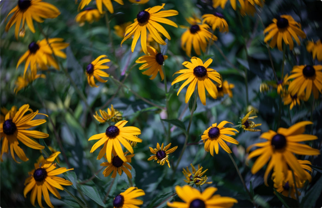 A Swirl of Yellow