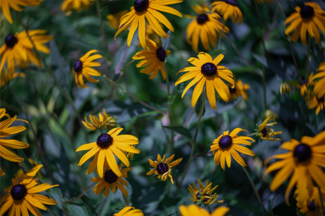 A Swirl of Yellow
