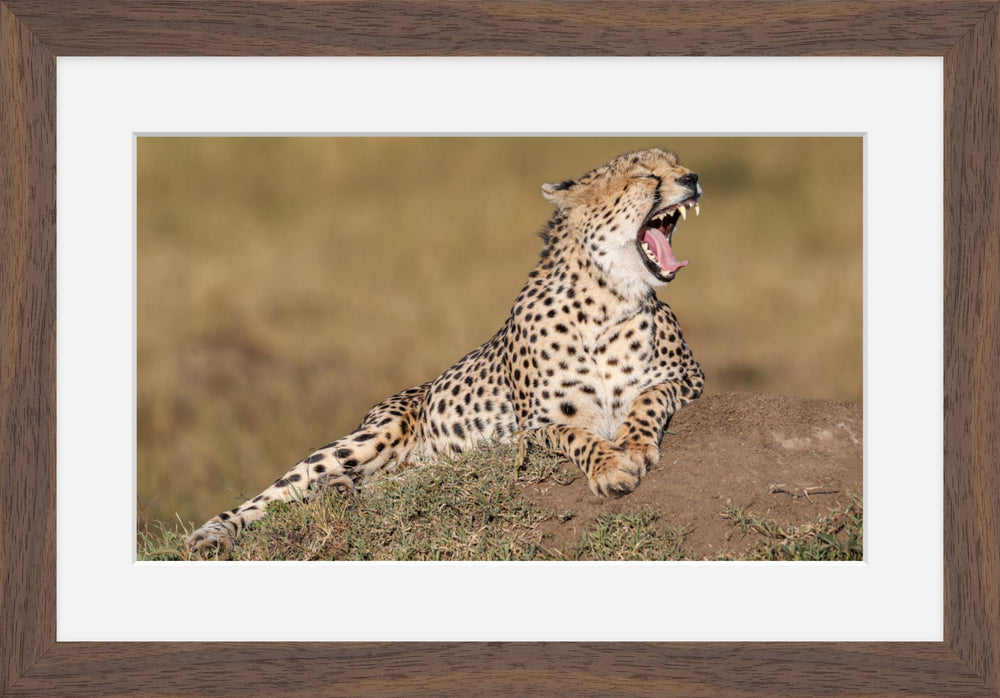 Cheetah Yawn