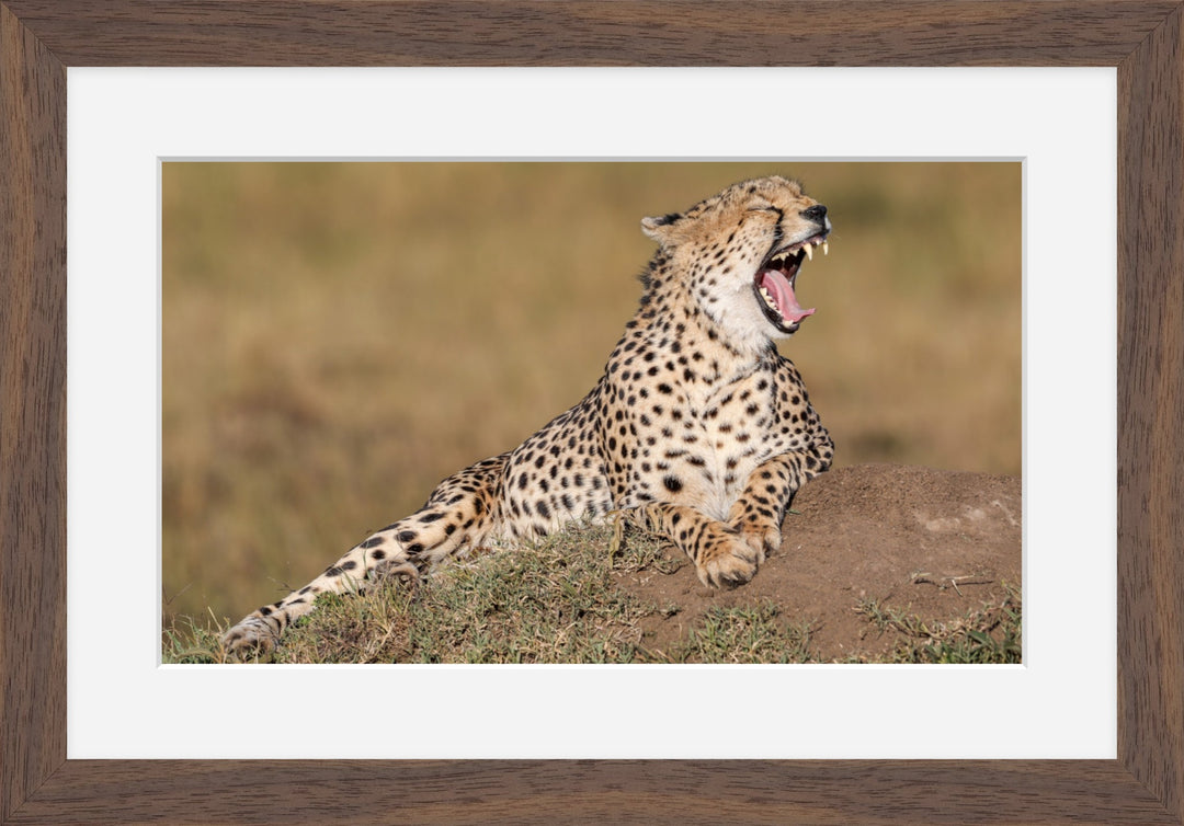 Cheetah Yawn