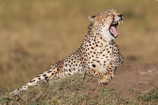 Cheetah Yawn
