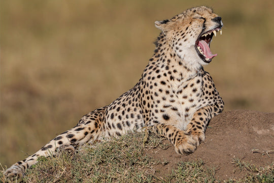 Cheetah Yawn