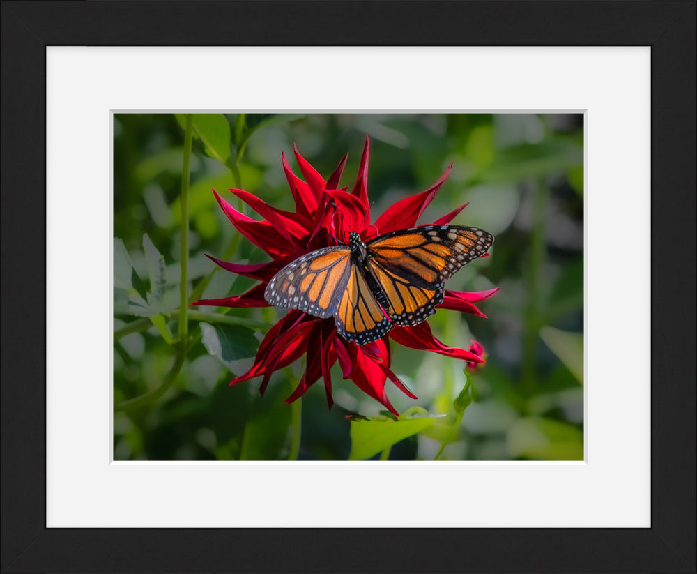 Butterfly visitor