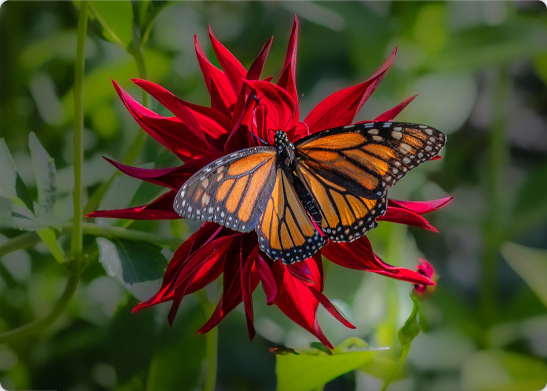 Butterfly visitor