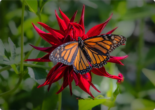 Butterfly visitor