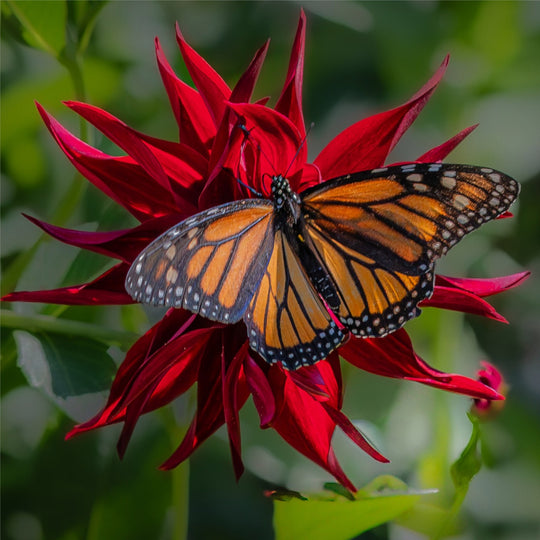 Butterfly visitor