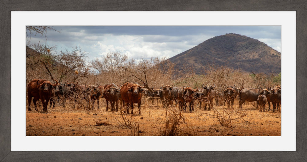 Cape Buffalo gathering