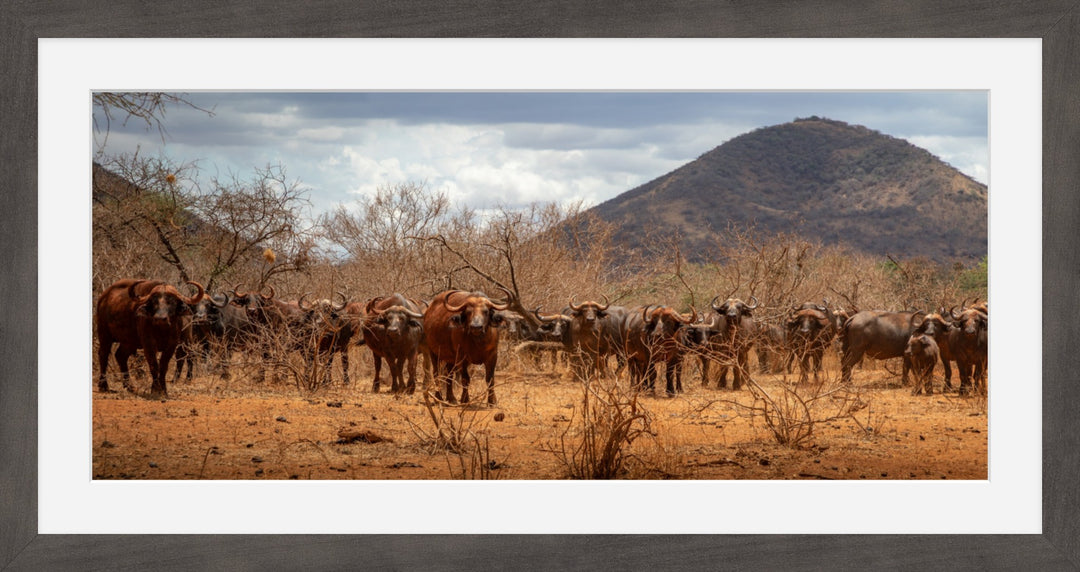 Cape Buffalo gathering