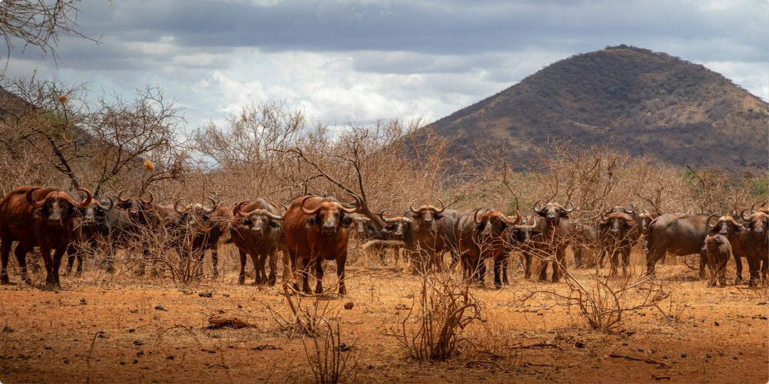 Cape Buffalo gathering