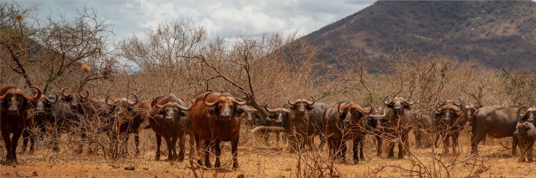Cape Buffalo gathering