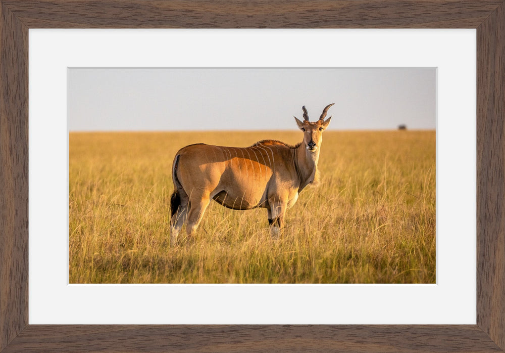 Common Eland