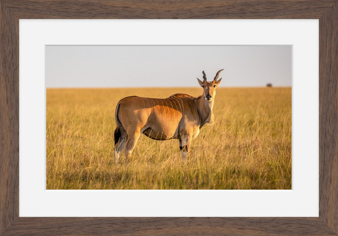 Common Eland