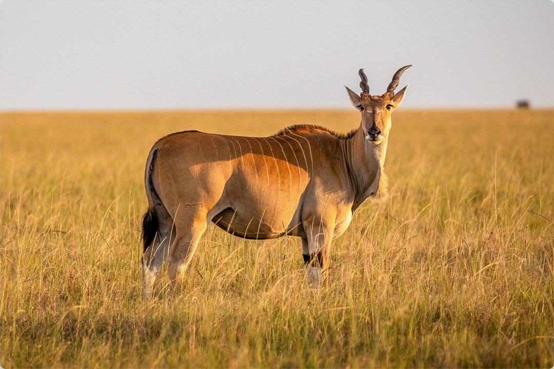 Common Eland