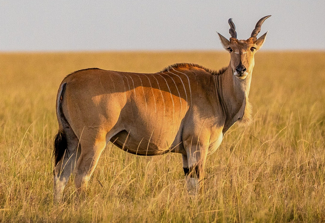 Common Eland