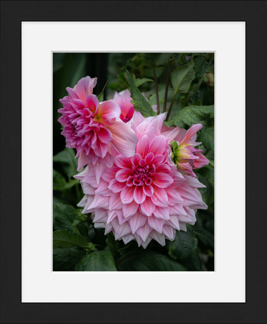 Dahlias in Pink