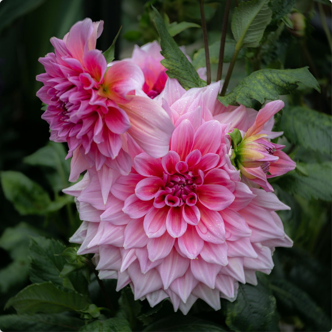 Dahlias in Pink