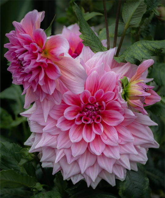Dahlias in Pink