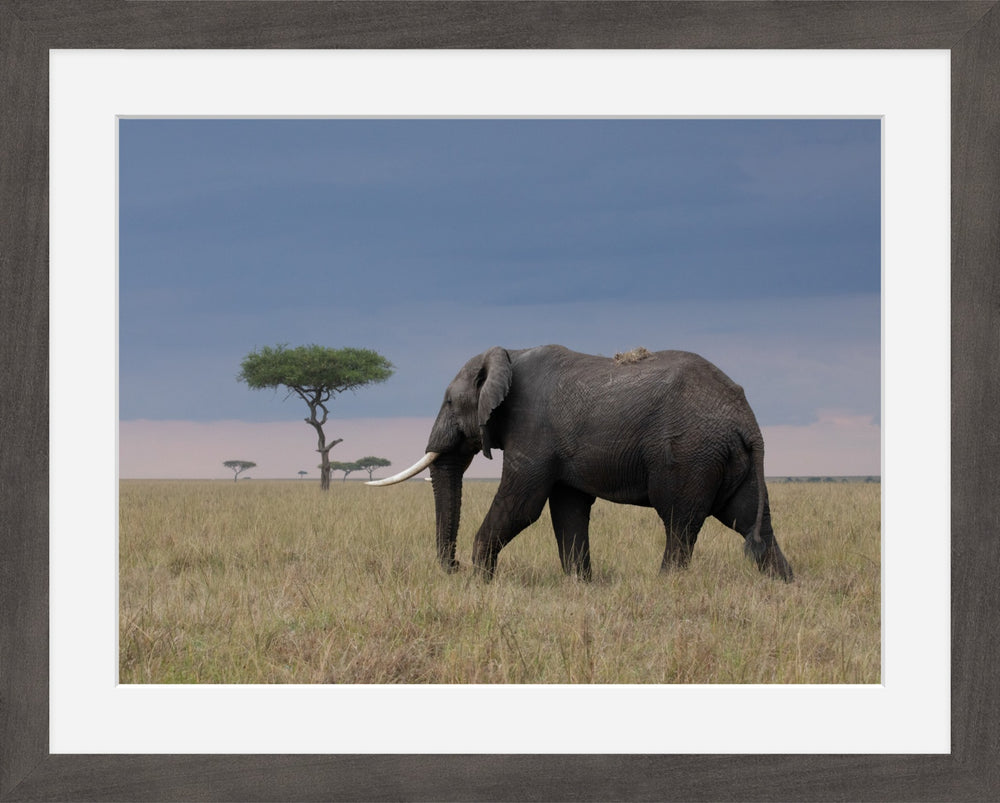 Elephant at Sunset