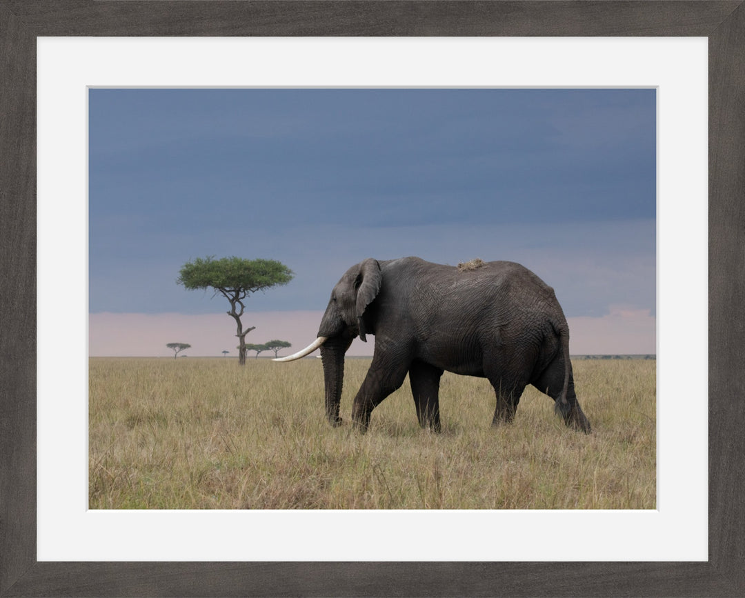 Elephant at Sunset