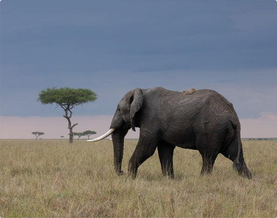 Elephant at Sunset