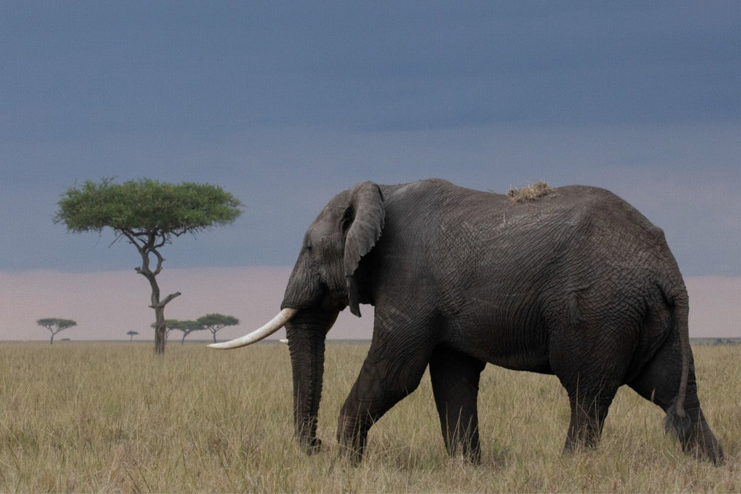 Elephant at Sunset