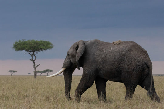 Elephant at Sunset