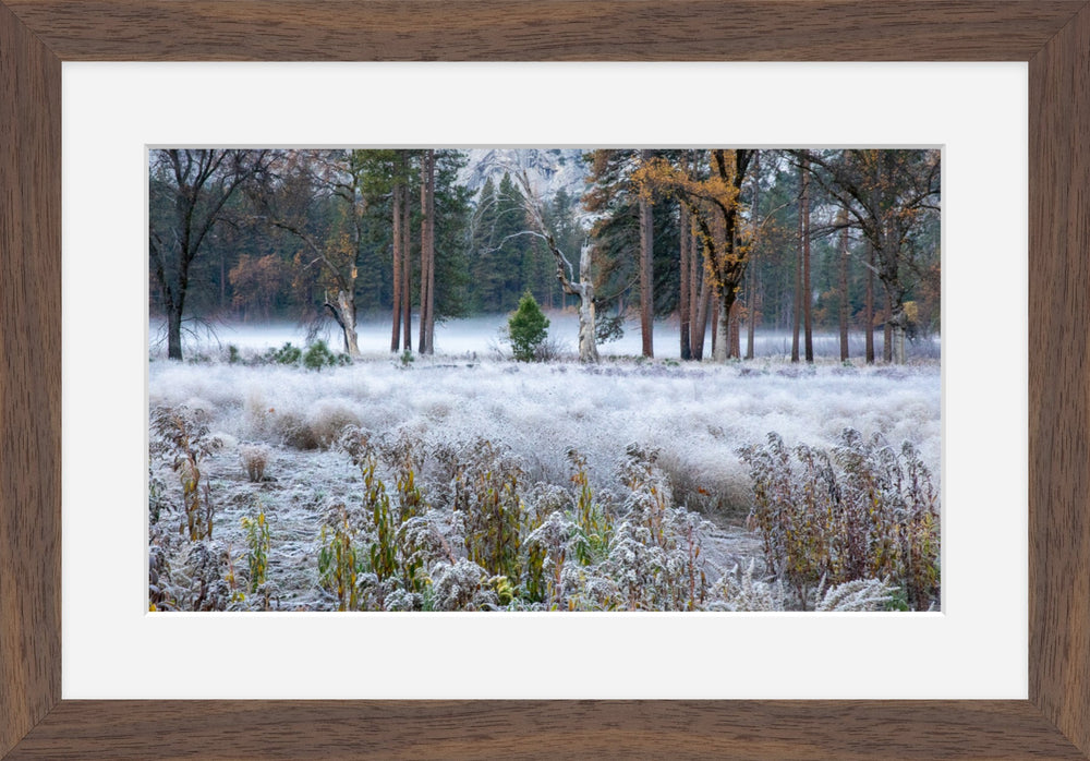 Frosty morning