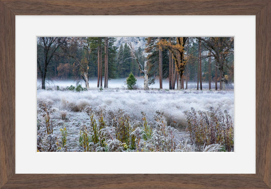 Frosty morning