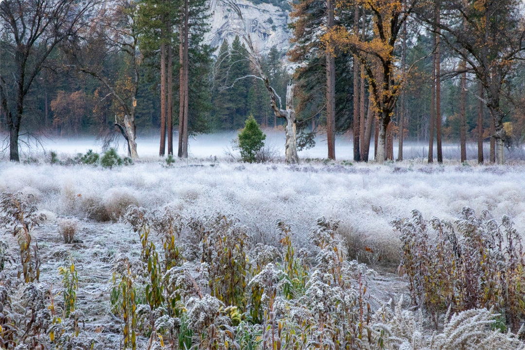 Frosty morning