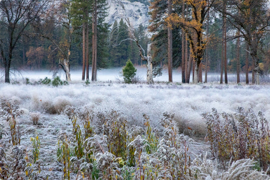 Frosty morning