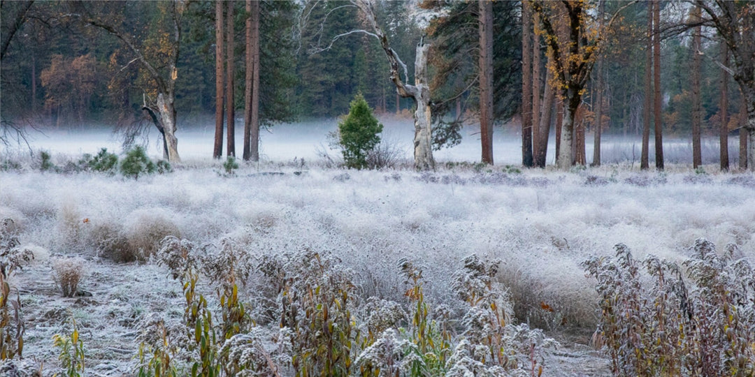 Frosty morning