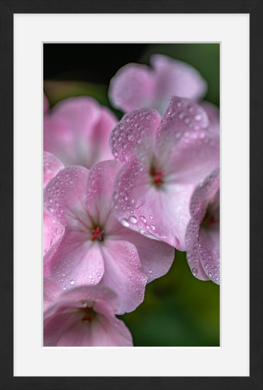 Geranium in Pink