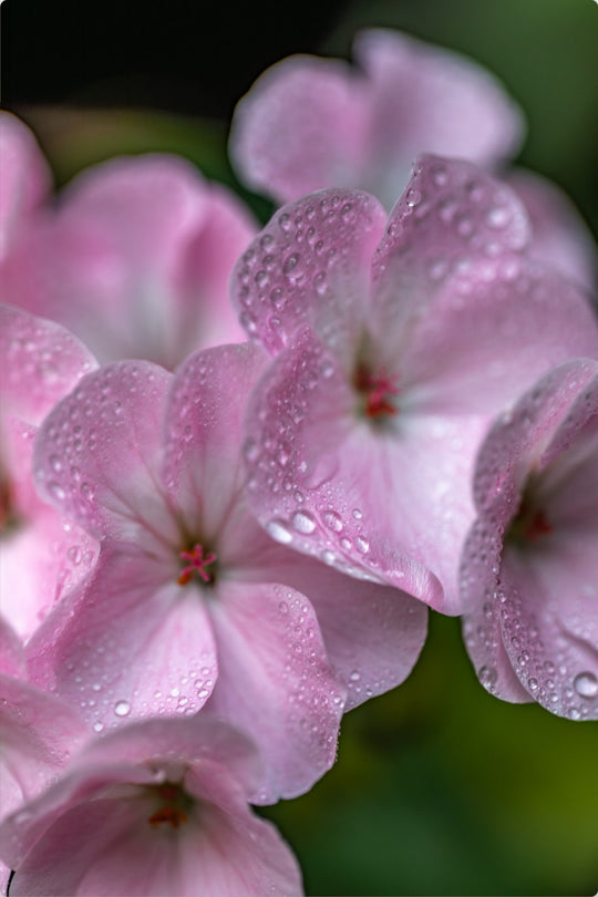 Geranium in Pink