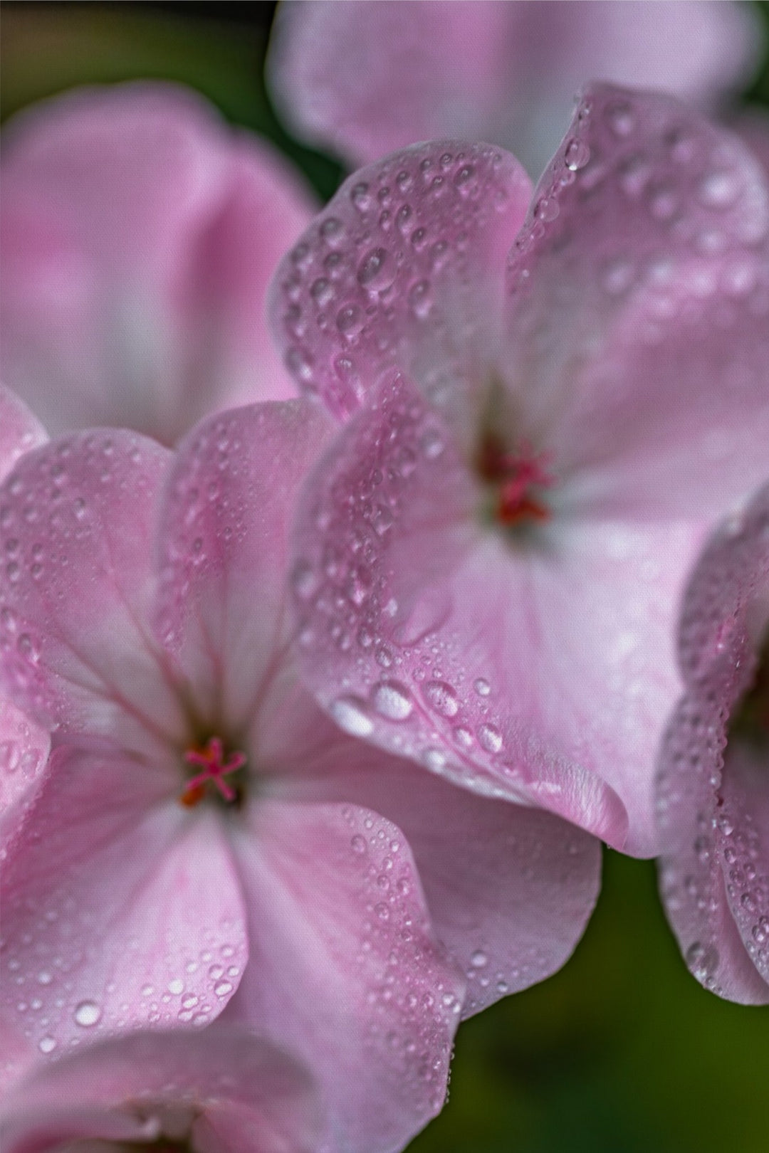 Geranium in Pink