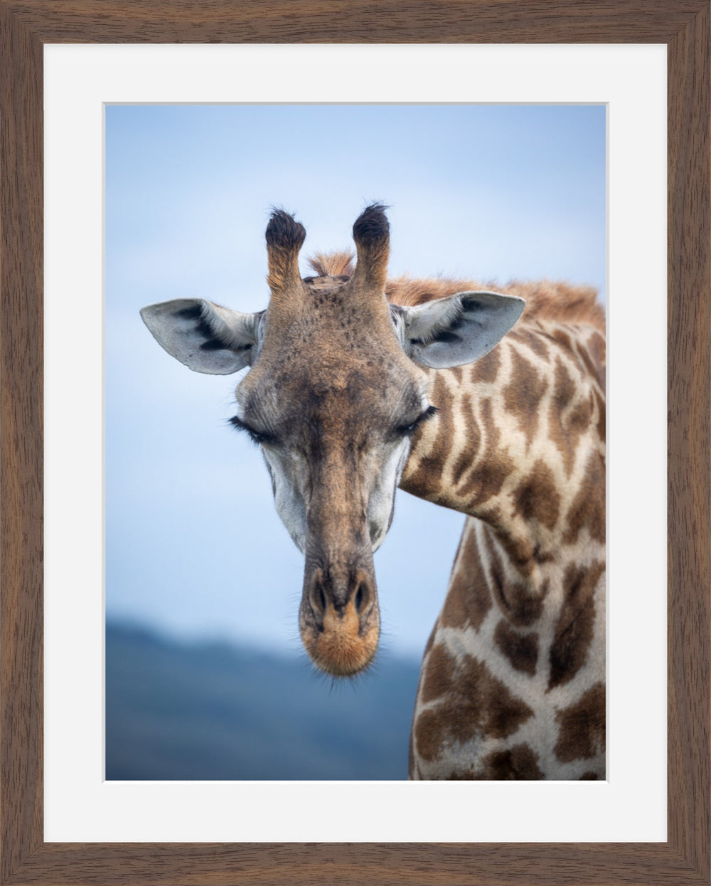 Giraffe greeting