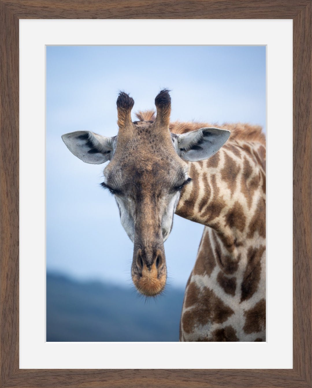 Giraffe greeting