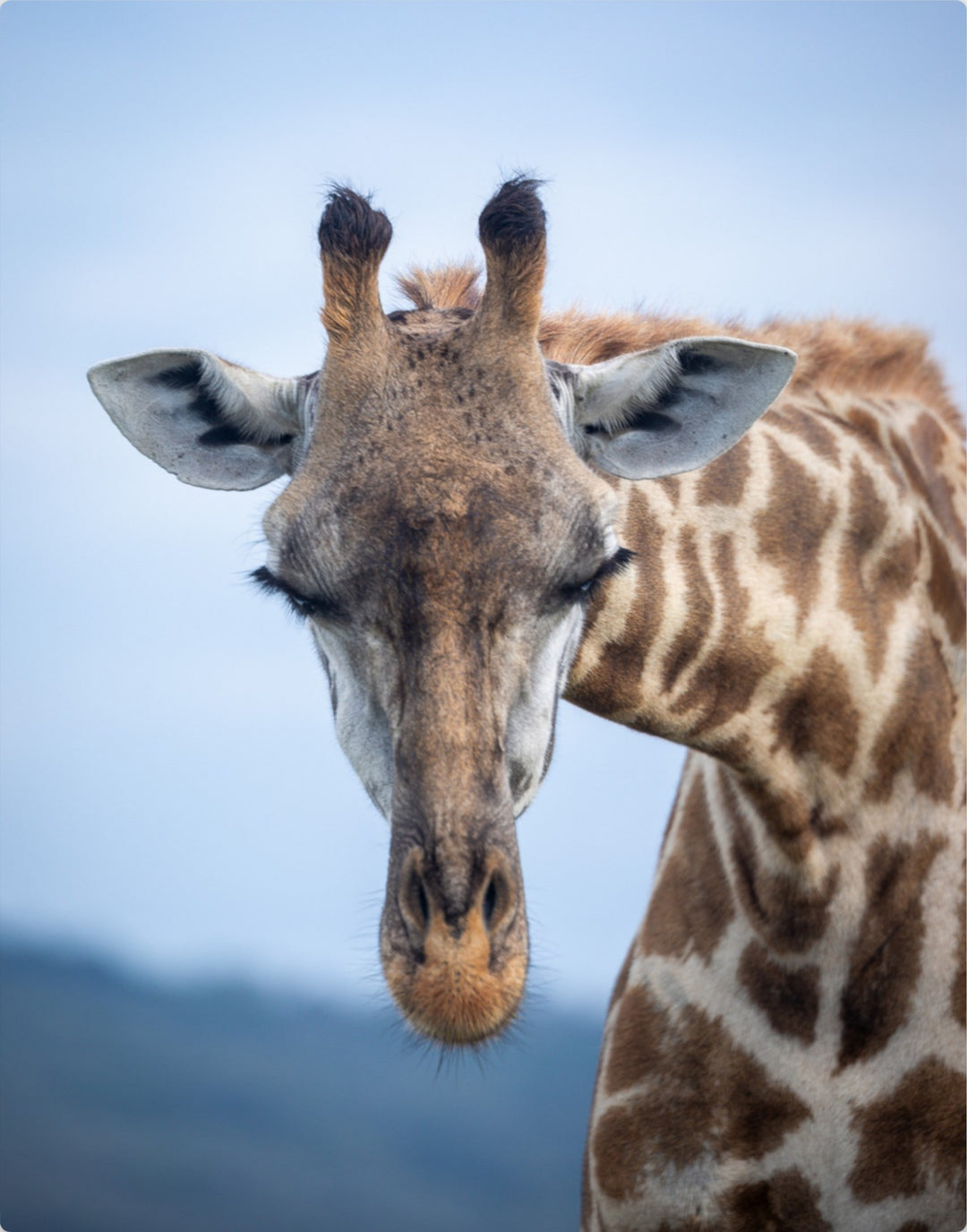 Giraffe greeting