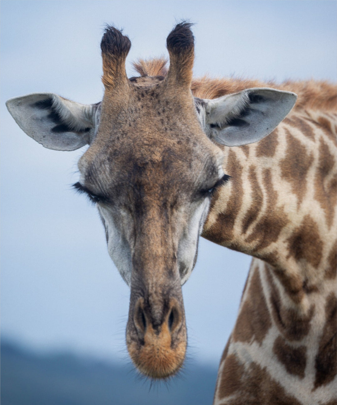 Giraffe greeting