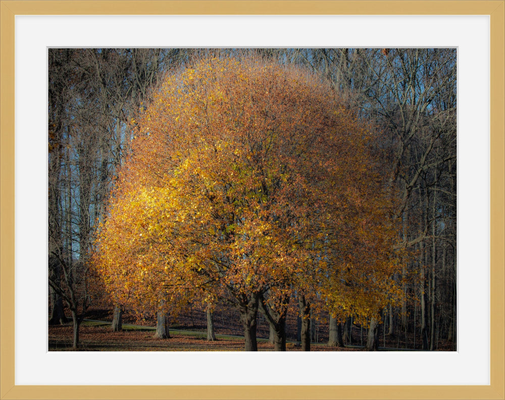 Golden Light