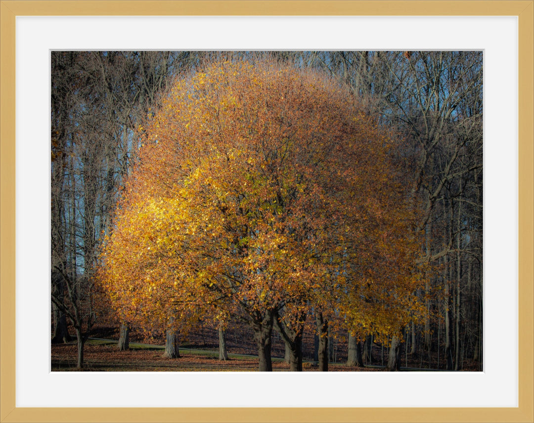 Golden Light