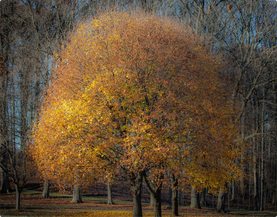 Golden Light