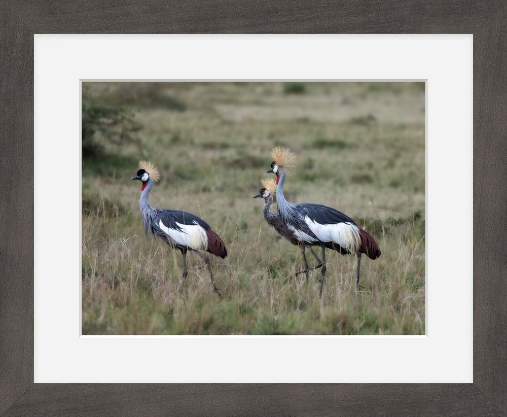 Grey Crowned Crane